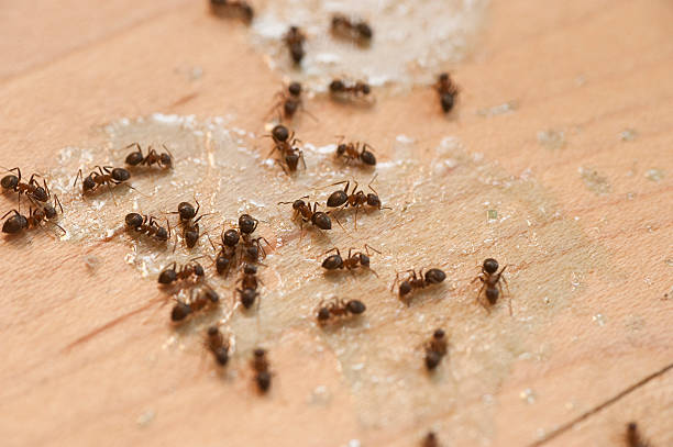 Best Pest Removal Services  in Reno, NV