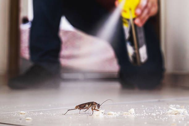 Best Termite Control Services  in Reno, NV