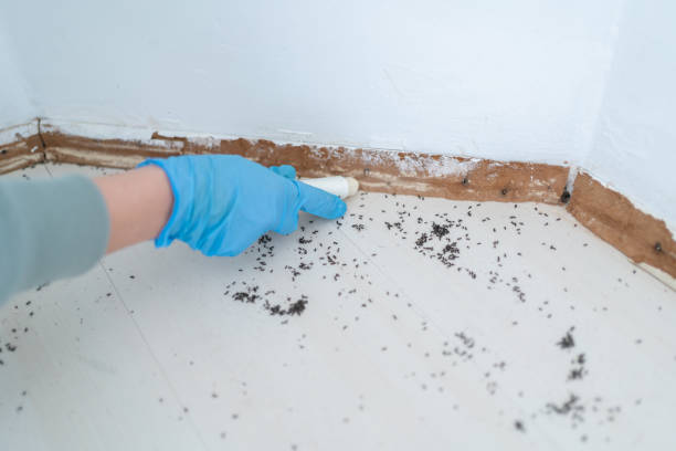 Best Pest Control for Restaurants  in Reno, NV